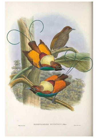 Reproducción/Reproduction 48367221346: Monograph of the Paradiseidae, or birds of paradise and Ptilonorhynchidae, or bower-birds.. London :H. Sotheran & Co.,1891-98.. 