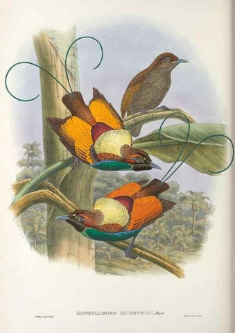 Reproducción/Reproduction 48367221346: Monograph of the Paradiseidae, or birds of paradise and Ptilonorhynchidae, or bower-birds.. London :H. Sotheran & Co.,1891-98.. 
