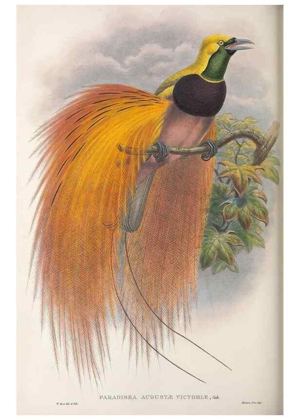 Reproducción/Reproduction 48367214296: Monograph of the Paradiseidae, or birds of paradise and Ptilonorhynchidae, or bower-birds.. London :H. Sotheran & Co.,1891-98.. 