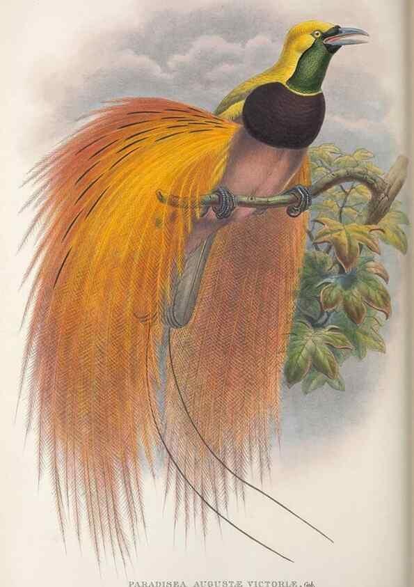 Reproducción/Reproduction 48367214296: Monograph of the Paradiseidae, or birds of paradise and Ptilonorhynchidae, or bower-birds.. London :H. Sotheran & Co.,1891-98.. 