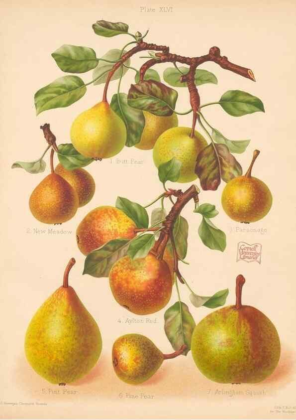 Reproducción/Reproduction 40499985580: The Herefordshire pomona, containing coloured figures and descriptions of the most esteemed kinds of apples and pears.. Hereford, [Eng.]Jakeman and Carver,1876-85.. 