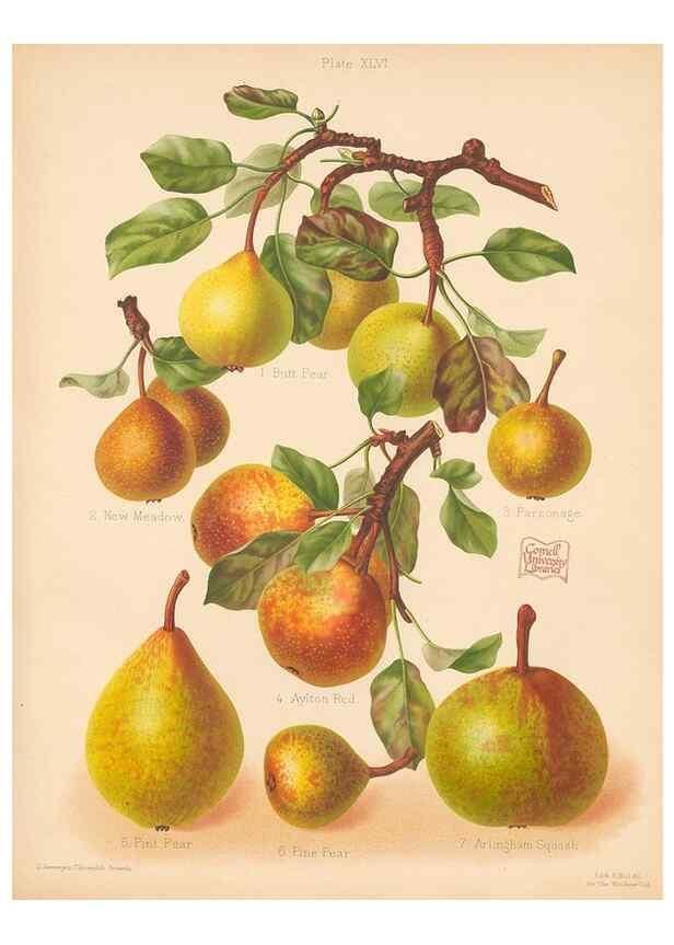 Reproducción/Reproduction 40499985580: The Herefordshire pomona, containing coloured figures and descriptions of the most esteemed kinds of apples and pears.. Hereford, [Eng.]Jakeman and Carver,1876-85.. 