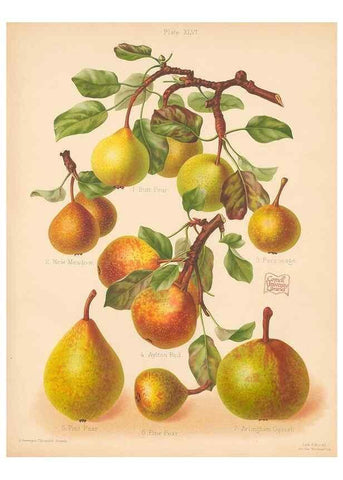 Reproducción/Reproduction 40499985580: The Herefordshire pomona, containing coloured figures and descriptions of the most esteemed kinds of apples and pears.. Hereford, [Eng.]Jakeman and Carver,1876-85.. 