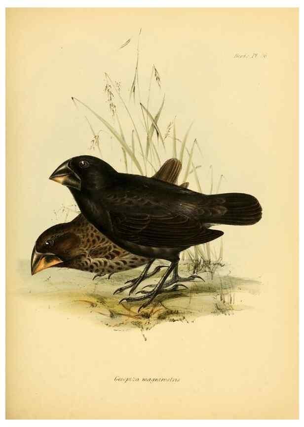 Reproducción/Reproduction 8429527589: The zoology of the voyage of H.M.S. Beagle .... London,Smith, Elder & Co.,1838-