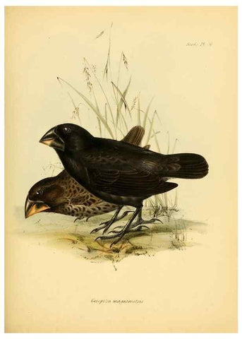 Reproducción/Reproduction 8429527589: The zoology of the voyage of H.M.S. Beagle .... London,Smith, Elder & Co.,1838-