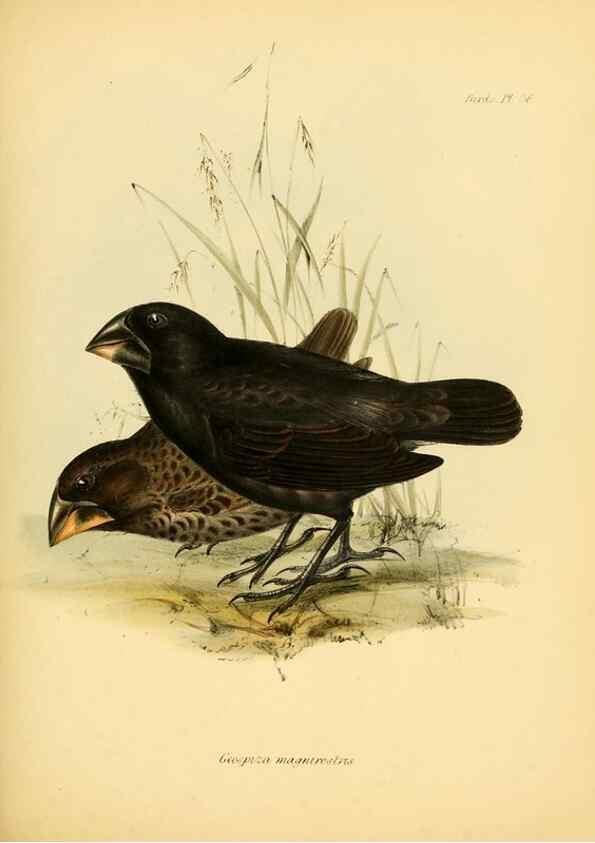 Reproducción/Reproduction 8429527589: The zoology of the voyage of H.M.S. Beagle .... London,Smith, Elder & Co.,1838-