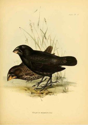 Reproducción/Reproduction 8429527589: The zoology of the voyage of H.M.S. Beagle .... London,Smith, Elder & Co.,1838-