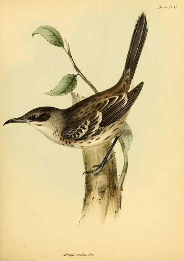 Reproducción/Reproduction 8429502593: The zoology of the voyage of H.M.S. Beagle .... London,Smith, Elder & Co.,1838-