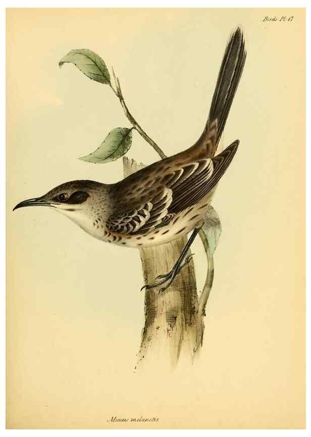 Reproducción/Reproduction 8429502593: The zoology of the voyage of H.M.S. Beagle .... London,Smith, Elder & Co.,1838-