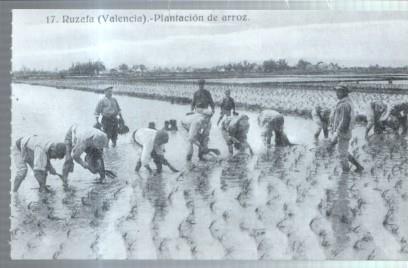 Postal: Album de RUZAFA año 1921: Plantacion de arroz