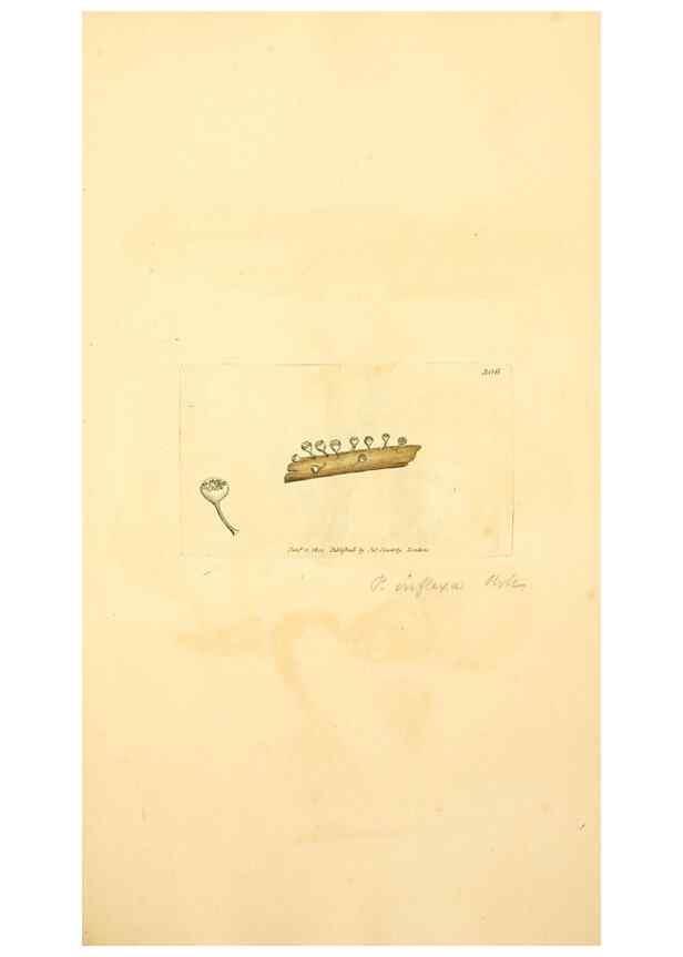 Reproducción/Reproduction 8229482173: Coloured figures of English fungi or mushrooms.. London,Printed by J. Davis,1797-[1809]