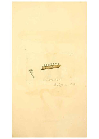 Reproducción/Reproduction 8229482173: Coloured figures of English fungi or mushrooms.. London,Printed by J. Davis,1797-[1809]
