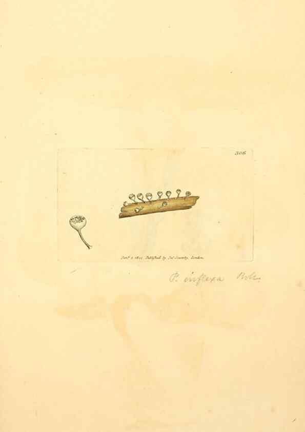 Reproducción/Reproduction 8229482173: Coloured figures of English fungi or mushrooms.. London,Printed by J. Davis,1797-[1809]
