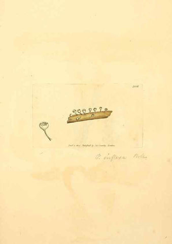Reproducción/Reproduction 8229482173: Coloured figures of English fungi or mushrooms.. London,Printed by J. Davis,1797-[1809]
