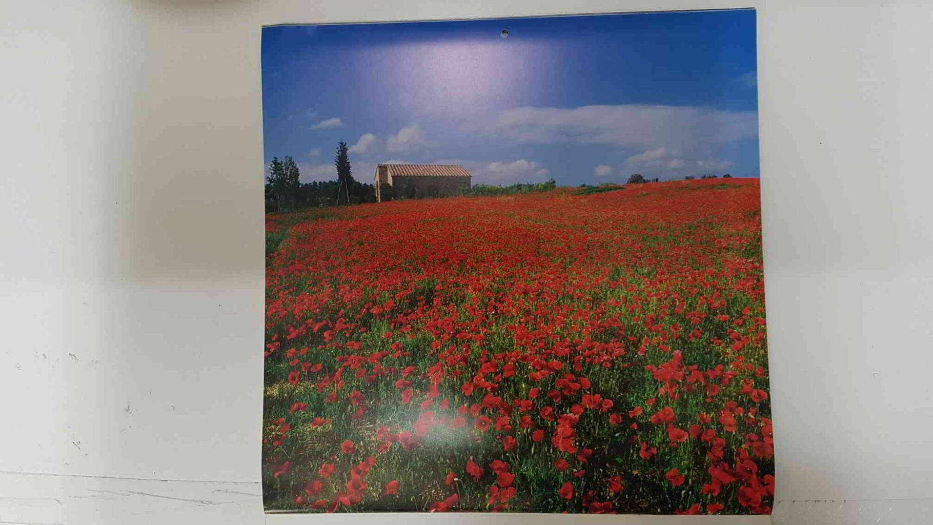 Calendario / Kalender / Calendrier / Calendar: 2011 : Tuscany (La toscana) - lamina 12, Villa in field of poppies