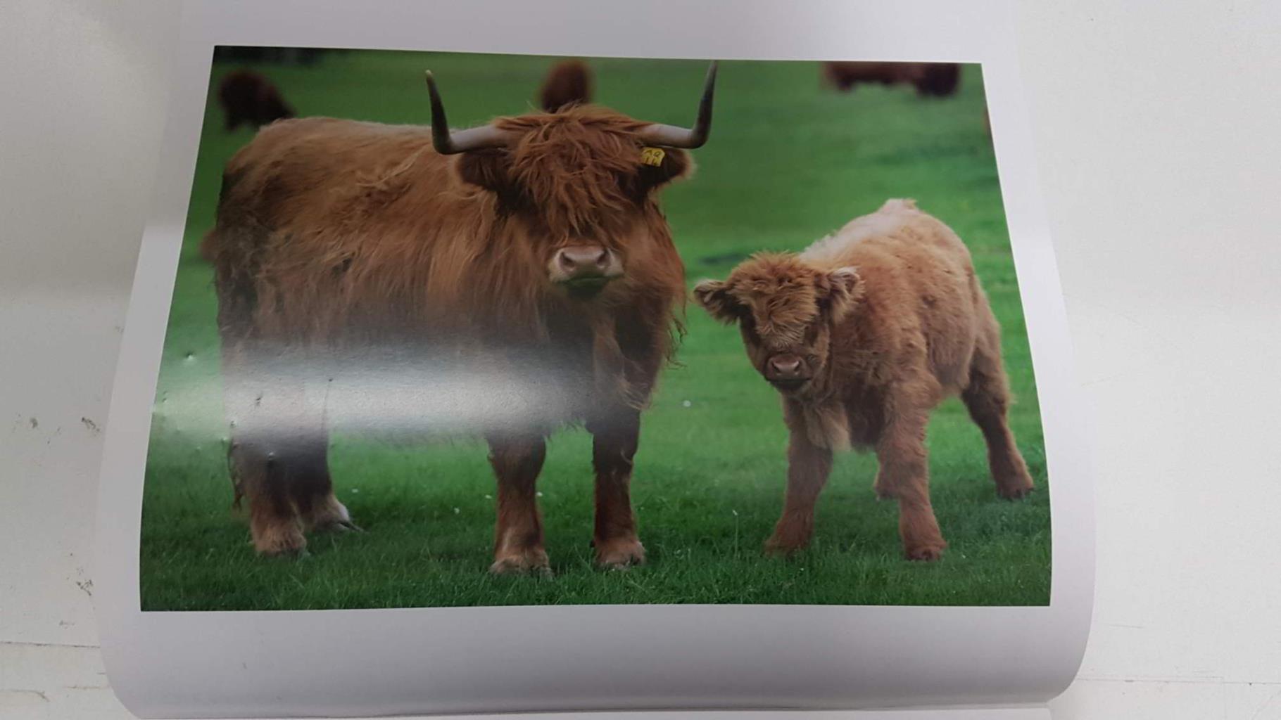 Calendario / Kalender / Calendrier / Calendar: 2011 : Cows (vacas) - lamina 01