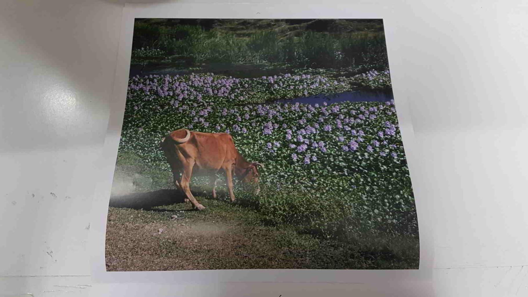 Calendario / Kalender / Calendrier / Calendar: 2011 : Cows (vacas) - lamina 02