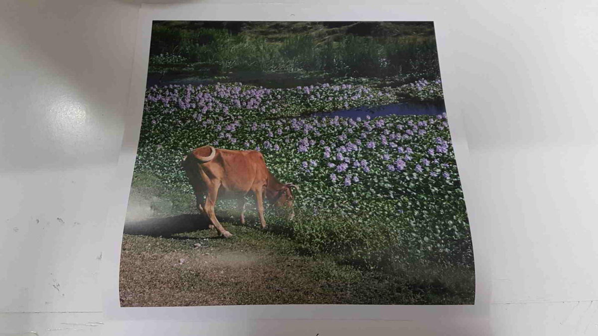 Calendario / Kalender / Calendrier / Calendar: 2011 : Cows (vacas) - lamina 02