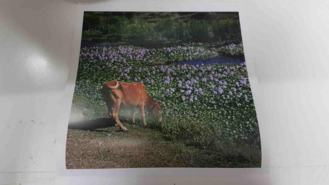 Calendario / Kalender / Calendrier / Calendar: 2011 : Cows (vacas) - lamina 02