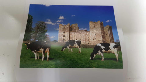 Calendario / Kalender / Calendrier / Calendar: 2011 : Cows (vacas) - lamina 03