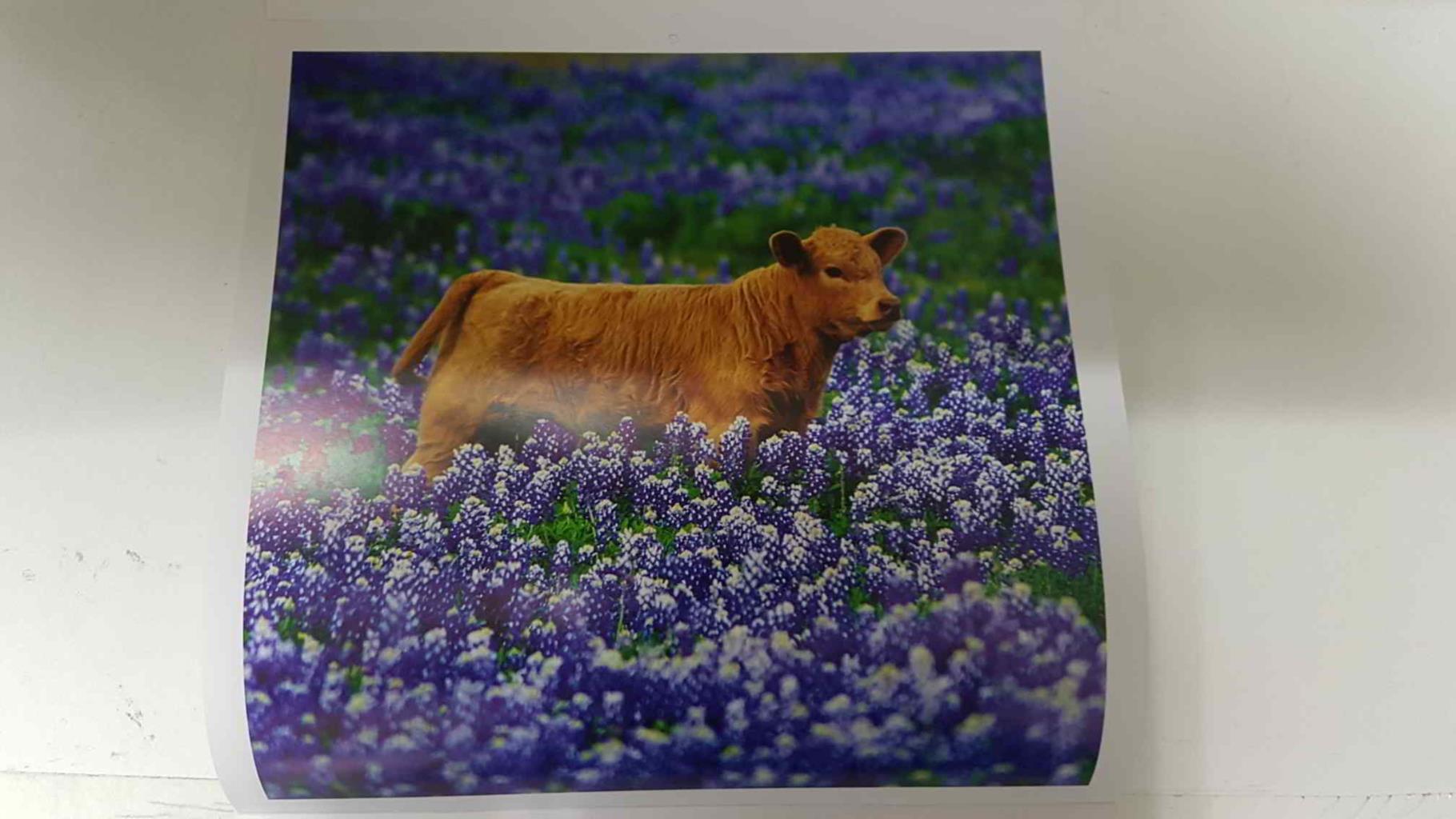 Calendario / Kalender / Calendrier / Calendar: 2011 : Cows (vacas) - lamina 04