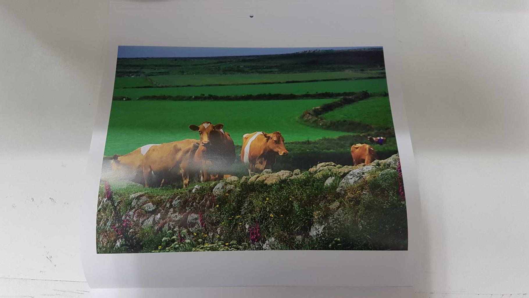 Calendario / Kalender / Calendrier / Calendar: 2011 : Cows (vacas) - lamina 05