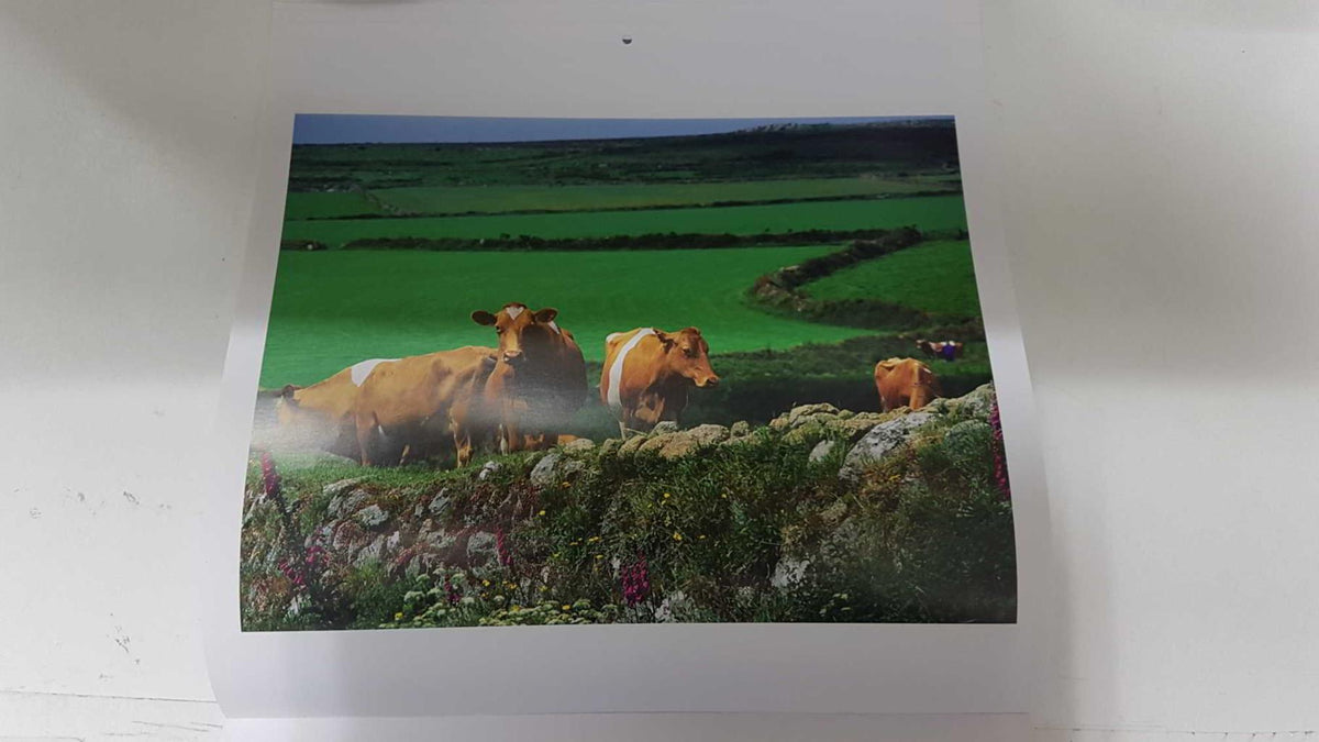 Calendario / Kalender / Calendrier / Calendar: 2011 : Cows (vacas) - lamina 05