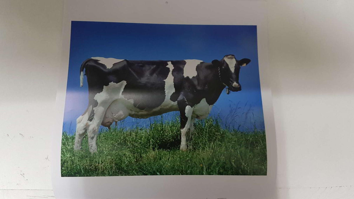 Calendario / Kalender / Calendrier / Calendar: 2011 : Cows (vacas) - lamina 06