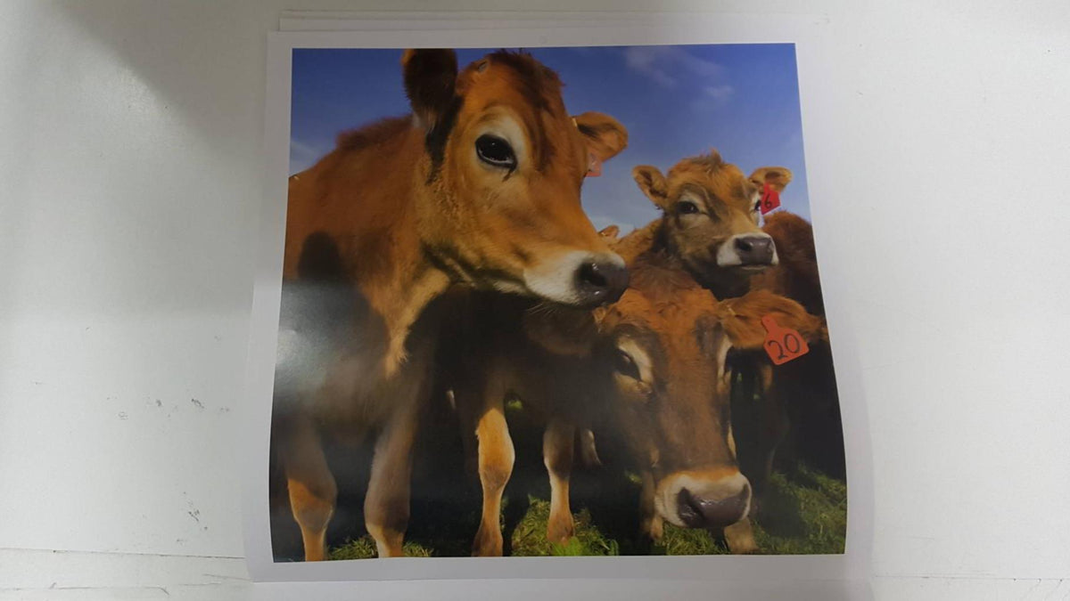 Calendario / Kalender / Calendrier / Calendar: 2011 : Cows (vacas) - lamina 07