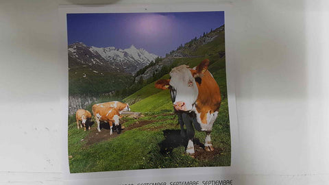 Calendario / Kalender / Calendrier / Calendar: 2011 : Cows (vacas) - lamina 09