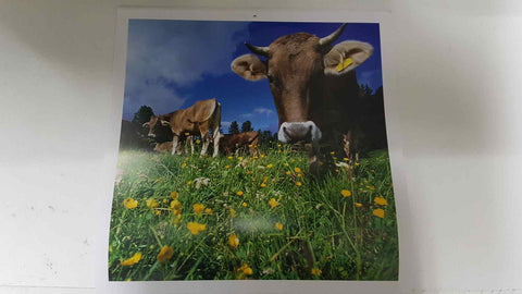 Calendario / Kalender / Calendrier / Calendar: 2011 : Cows (vacas) - lamina 10