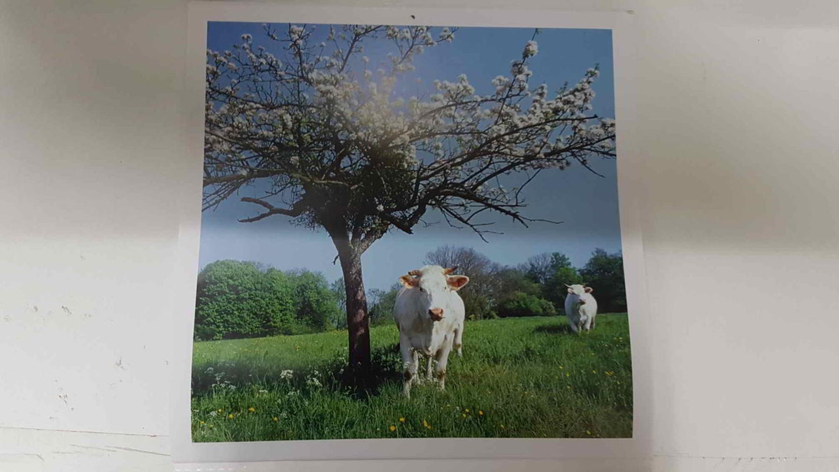Calendario / Kalender / Calendrier / Calendar: 2011 : Cows (vacas) - lamina 12
