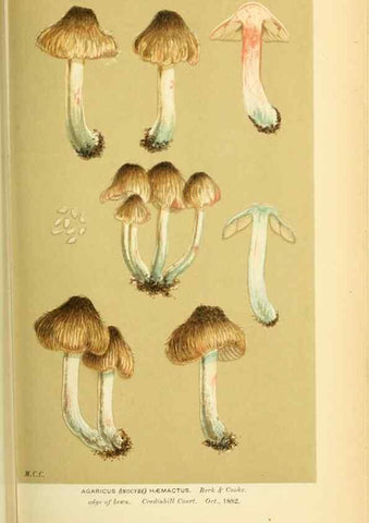 Reproducción/Reproduction 8723389904: Illustrations of British Fungi (Hymenomycetes), to serve as an atlas to the ""Handbook of British Fungi"".. LondonWilliams and Norgate1881-91