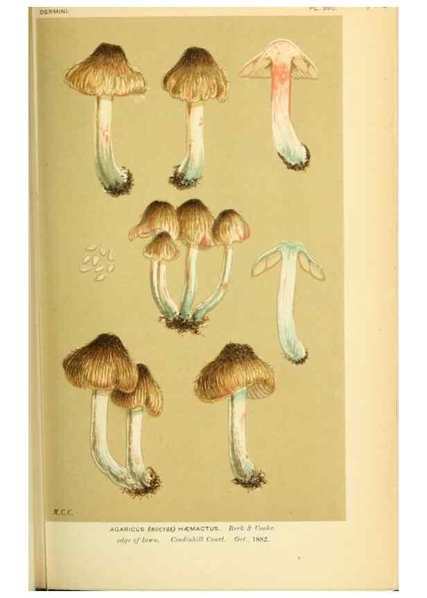 Reproducción/Reproduction 8723389904: Illustrations of British Fungi (Hymenomycetes), to serve as an atlas to the ""Handbook of British Fungi"".. LondonWilliams and Norgate1881-91