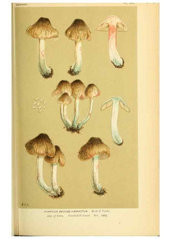 Reproducción/Reproduction 8723389904: Illustrations of British Fungi (Hymenomycetes), to serve as an atlas to the ""Handbook of British Fungi"".. LondonWilliams and Norgate1881-91