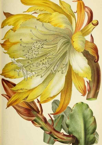 Reproducción/Reproduction 32830223428: Revue horticole.. Paris :Librairie agricole de la maison rustique,1829-1974.. 