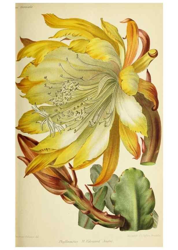 Reproducción/Reproduction 32830223428: Revue horticole.. Paris :Librairie agricole de la maison rustique,1829-1974.. 