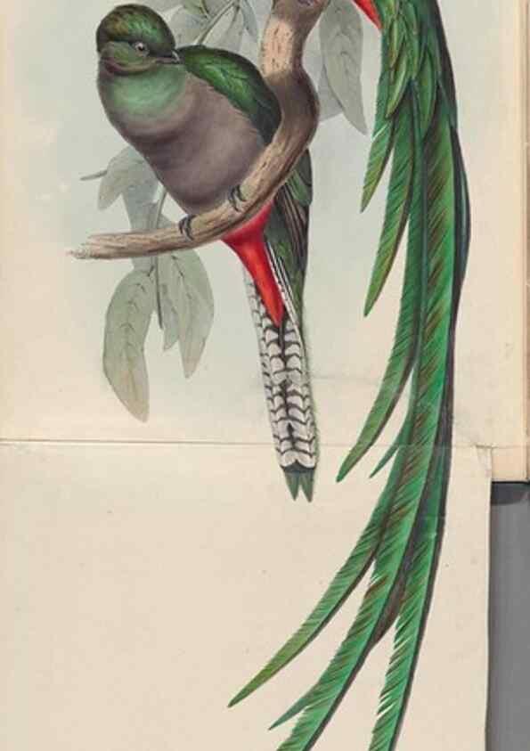 Reproducción/Reproduction 40527373152: A monograph of the Trogonidae, or family of trogons /. London :The Author,1835-1838. 
