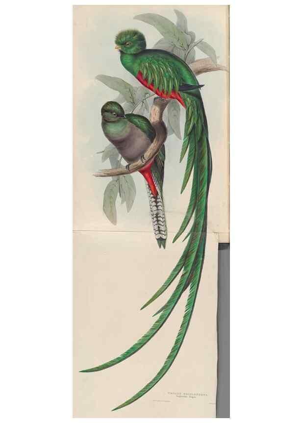 Reproducción/Reproduction 40527373152: A monograph of the Trogonidae, or family of trogons /. London :The Author,1835-1838. 