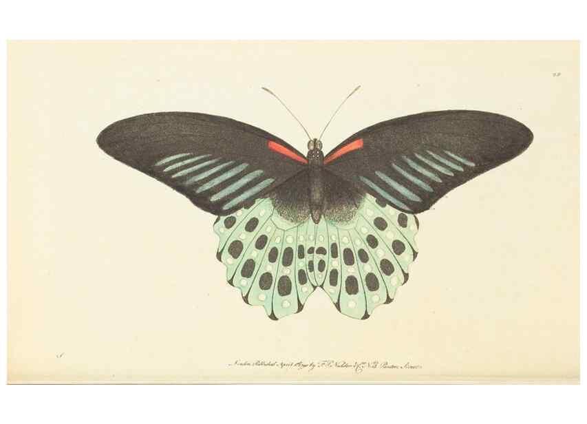 Reproducción/Reproduction 7780972332: The naturalists' miscellany :. London :Printed for Nodder & co,1789.