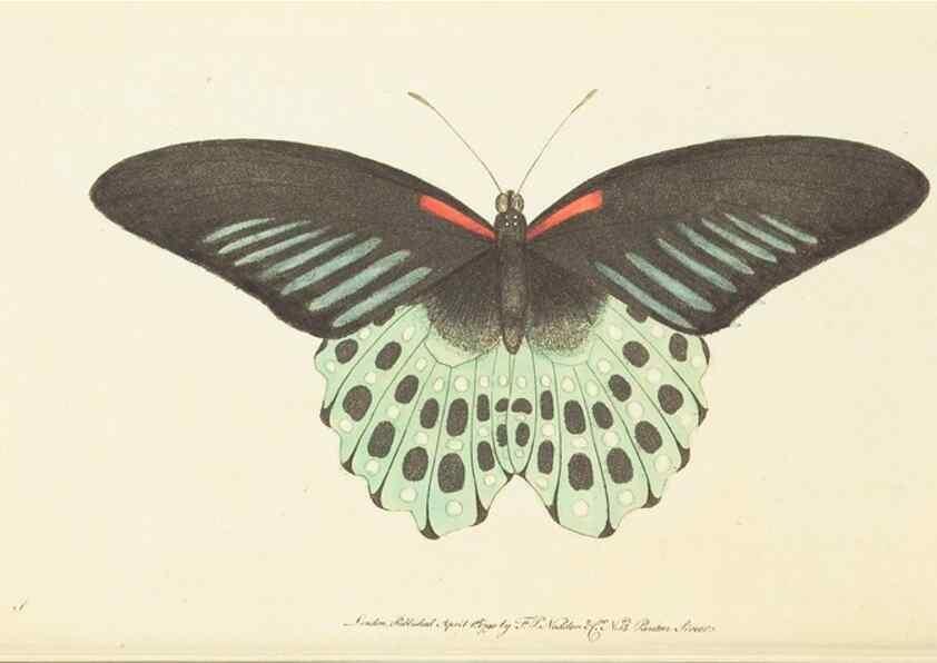 Reproducción/Reproduction 7780972332: The naturalists' miscellany :. London :Printed for Nodder & co,1789.