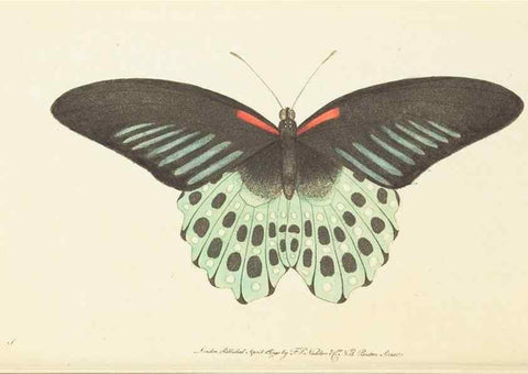 Reproducción/Reproduction 7780972332: The naturalists' miscellany :. London :Printed for Nodder & co,1789.