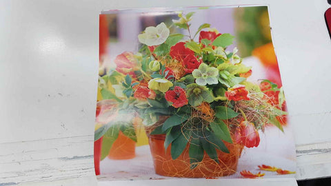 Calendario / Kalender / Calendrier / Calendar: 2011 : Roses (Rosas en maceta) - lamina 04, Tulip, rose