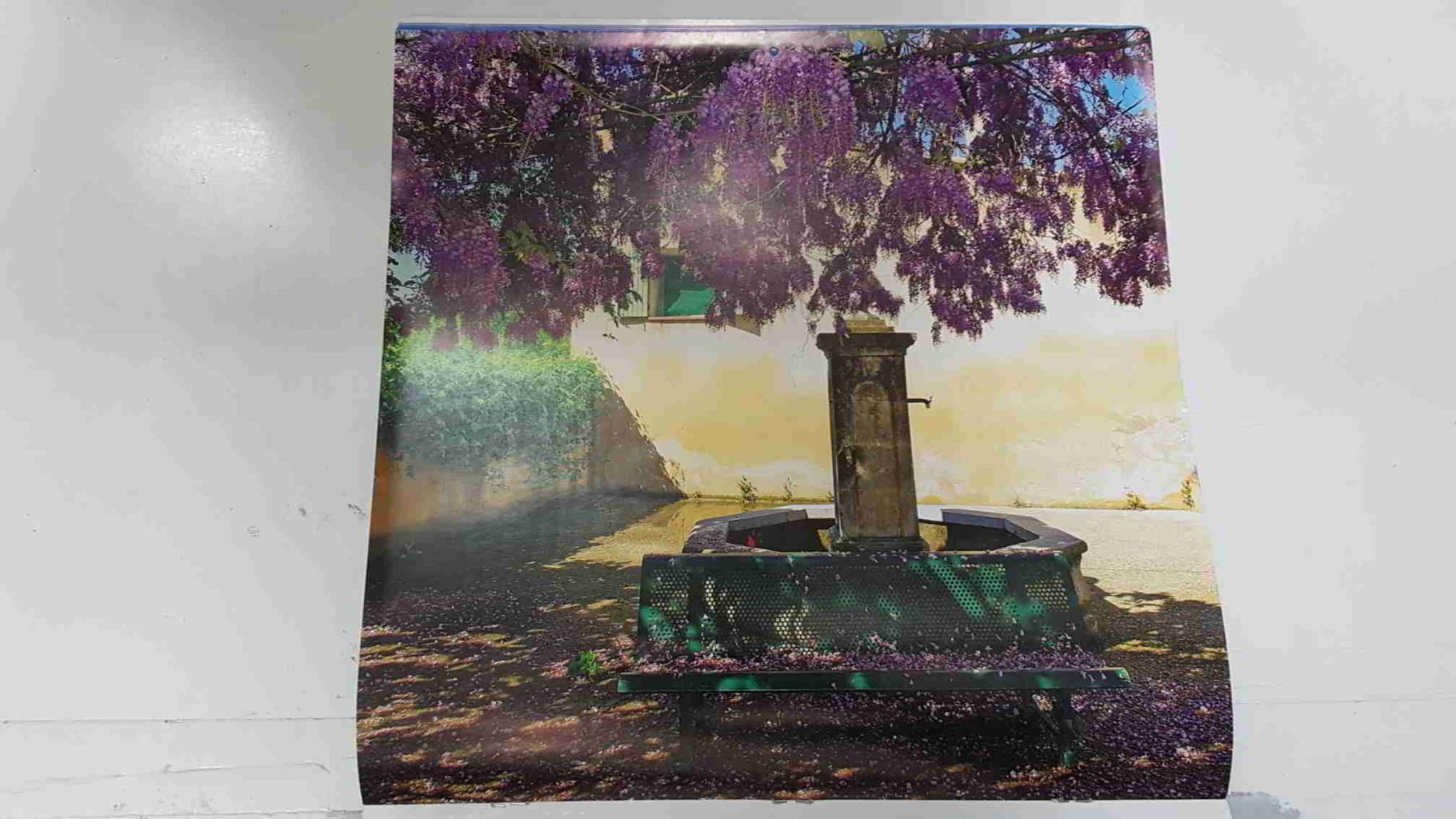 Calendario / Kalender / Calendrier / Calendar: 2011 : Provence (fotos Dominique Zintzmeyer) - lamina 06, Wisteria, La Motte d'Aigues