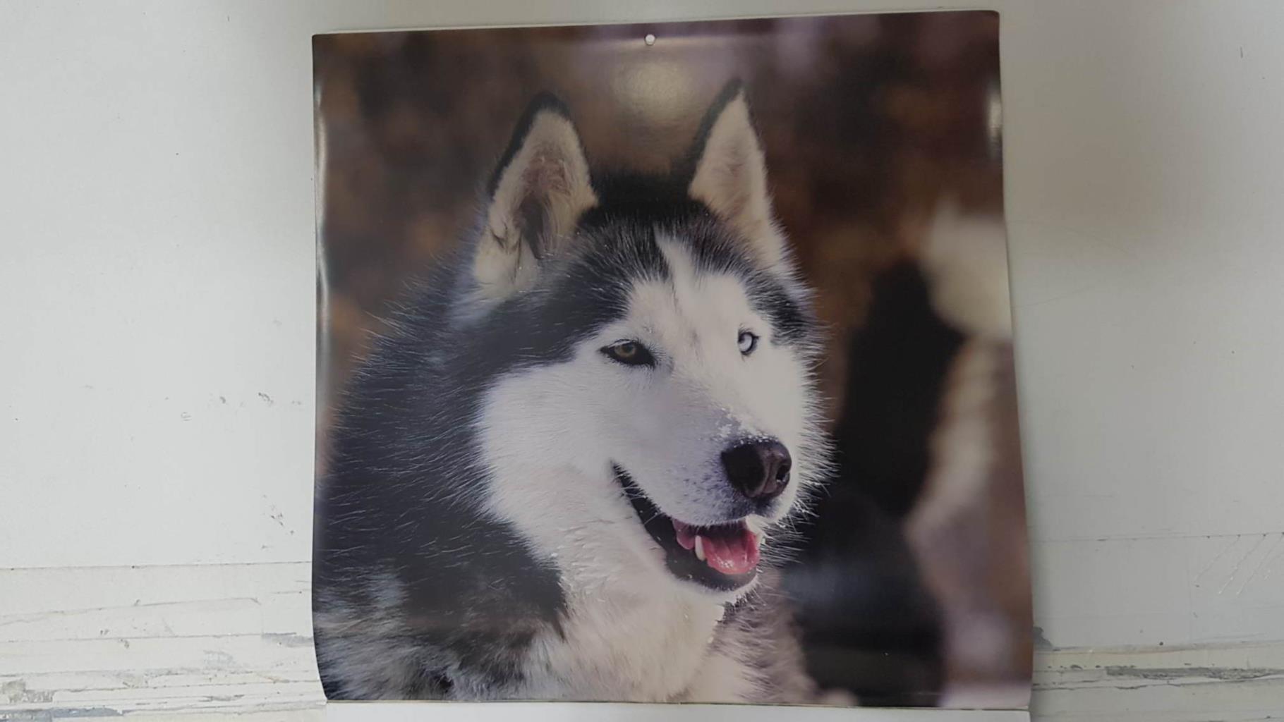 Calendario / Kalender / Calendrier / Calendar: 2011 : Dogs (perros) - lamina 01, Siberian Husky