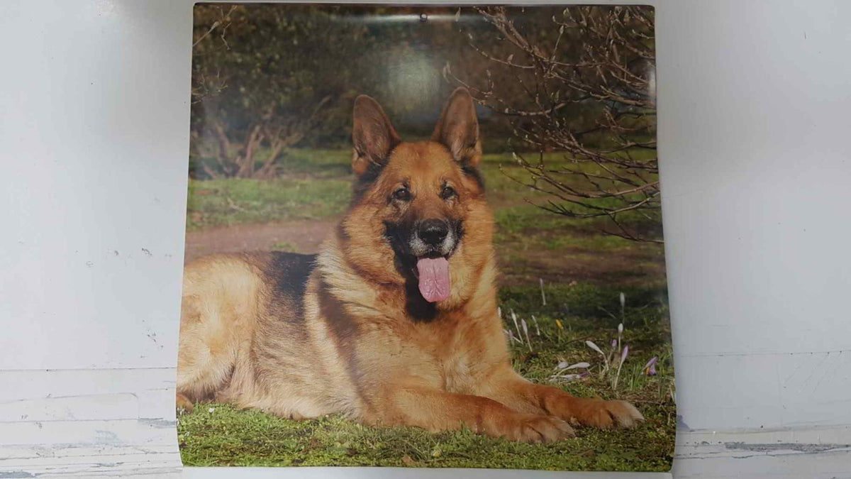 Calendario / Kalender / Calendrier / Calendar: 2011 : Dogs (perros) - lamina 02, German Sheperd - pastor aleman