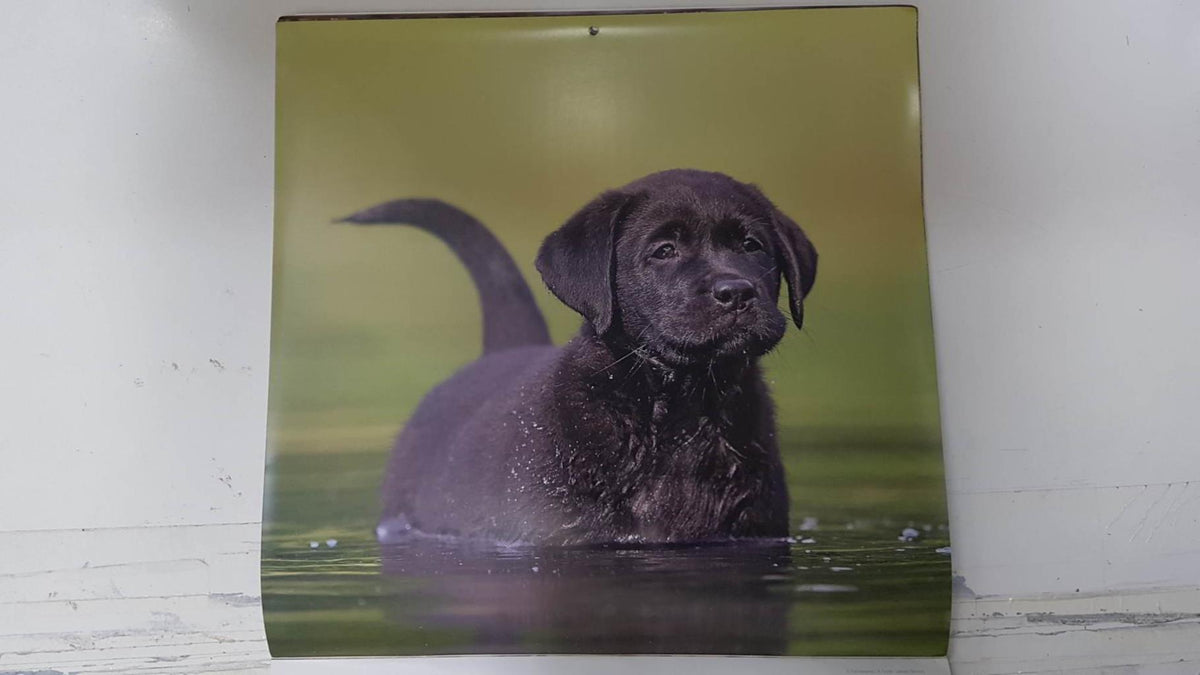 Calendario / Kalender / Calendrier / Calendar: 2011 : Dogs (perros) - lamina 03, Labrador Retriever