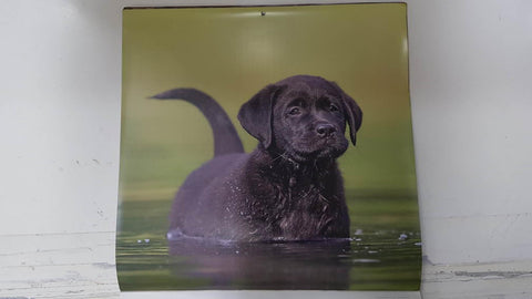 Calendario / Kalender / Calendrier / Calendar: 2011 : Dogs (perros) - lamina 03, Labrador Retriever