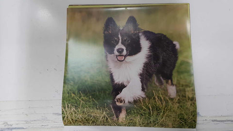 Calendario / Kalender / Calendrier / Calendar: 2011 : Dogs (perros) - lamina 04, Border Collie
