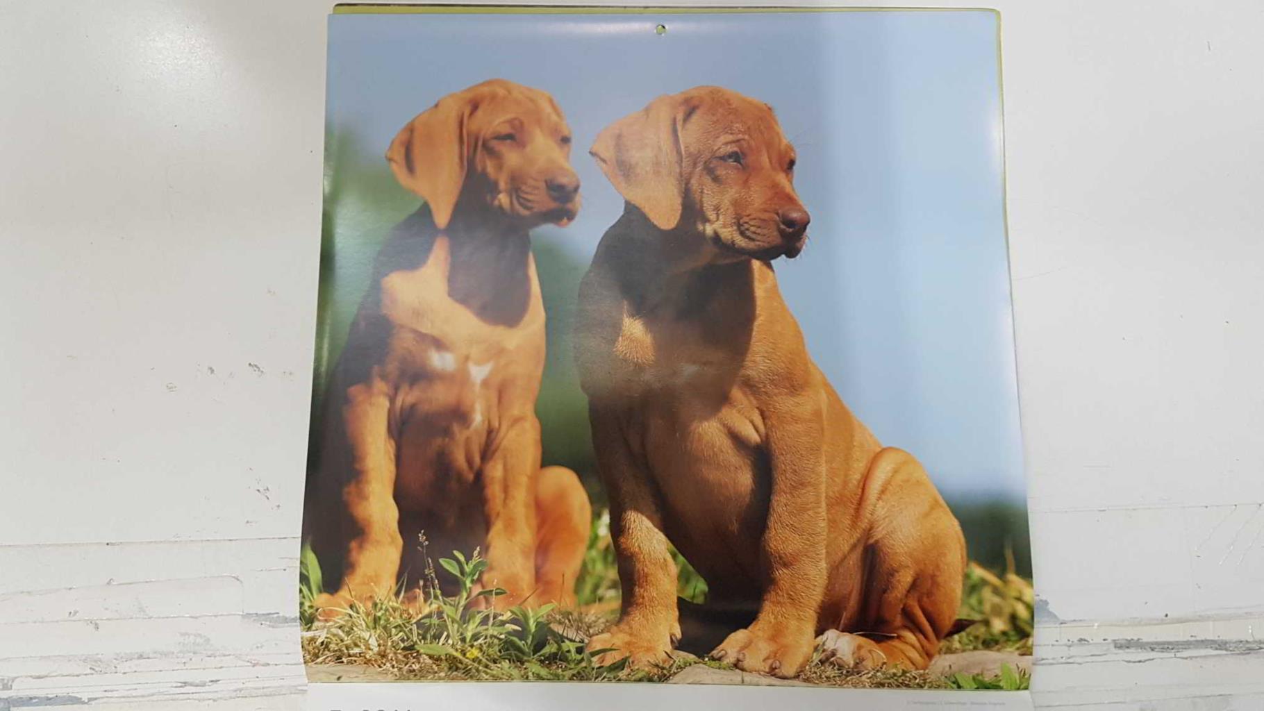 Calendario / Kalender / Calendrier / Calendar: 2011 : Dogs (perros) - lamina 05, Rhodesian Ridgeback